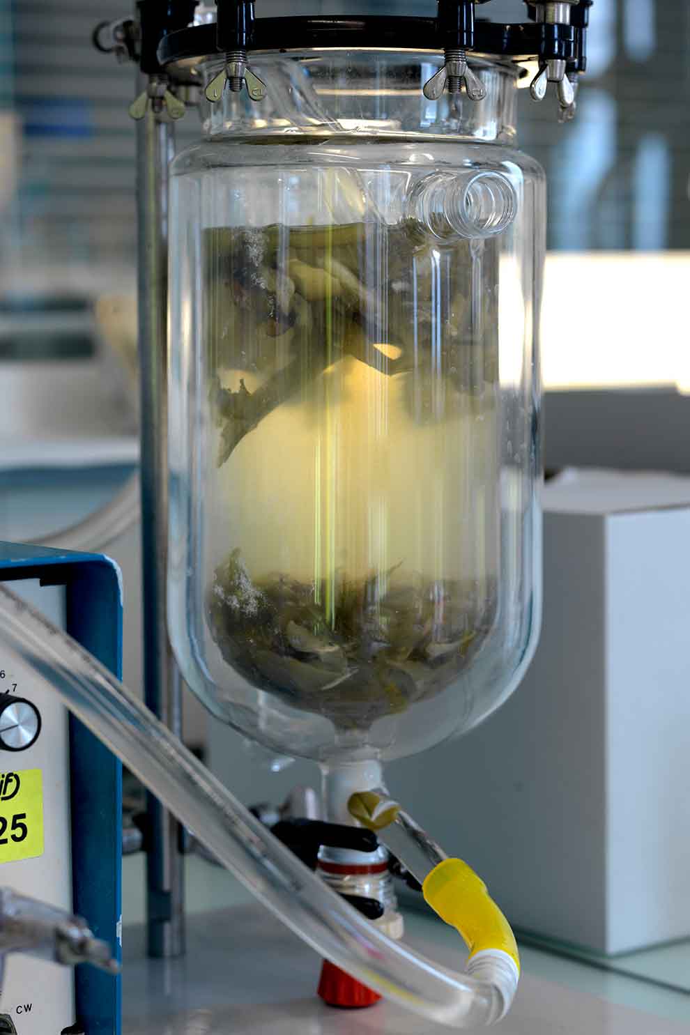 Ферментация водорослей